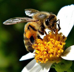 تشخیص عسل طبیعی از تقلبی چگونه است؟