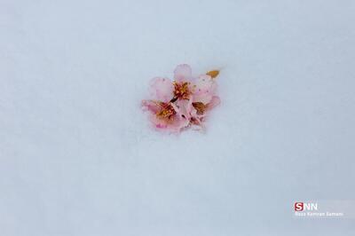 (تصاویر) شکوفه‌های بهاری در زمستان