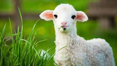 بهای جدید دام زنده؛ گوسفند در کدام استان ارزان‎تر است؟