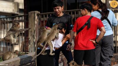 (تصاویر) دردسر تهاجم میمون‌ها به یک شهر