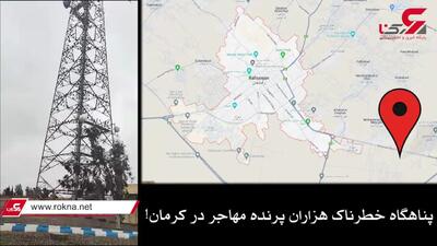 مرگ 52 پرنده مهاجر در کرمان/پرندگان به یک دکل مخابراتی پناه برده‌اند/ محیط زیست: کاری نمی توانیم بکنیم! + فیلم