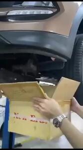 (ویدئو) زایمان یک گربه زیر موتور یک خودروی سواری