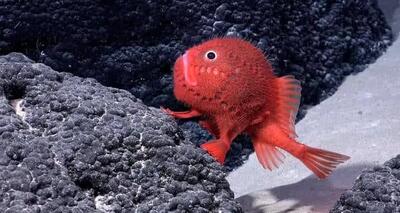 این ماهی عجیب به جای شنا، روی پاهای خود راه می‌رود + فیلم