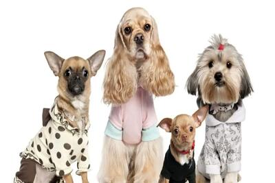 هزینه‌های عجیب و غریبی که برای سگ‌ها می‌شود! | اقتصاد24