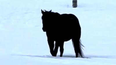 ویدیوی وایرال شده از حرکت یک اسب که ناخواسته باعث خطای دید می‌شود!