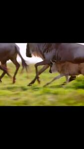 (ویدئو) شکوه و زیبایی یک یوزپلنگ هنگام دویدن به دنبال شکار را ببینید