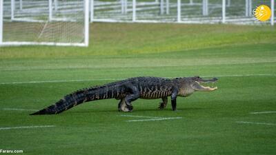 تصویر ترسناک از پیدا شدن تمساح در زمین ورزش