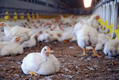 تولید ۲۰۰۰ تن گوشت مرغ مازاد بر نیاز در یزد/قیمت‌ها ثابت خواهد ماند