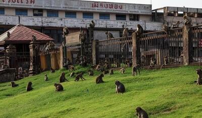حمله میمون‌ها به یک شهر مردم را غافلگیر کرد/ تصاویر