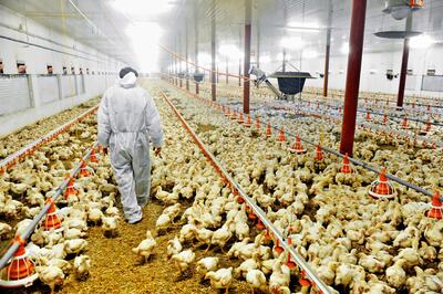روند افزایش عرضه گوشت مرغ در زمستان