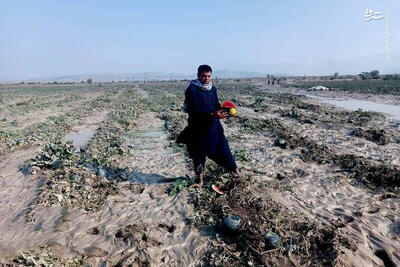 عکس/ خسارت‌های سیل به کشاورزی سیستان و بلوچستان