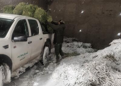 توزیع علوفه برای حیات وحش منطقه حفاظت شده کالمند بهادران مهریز