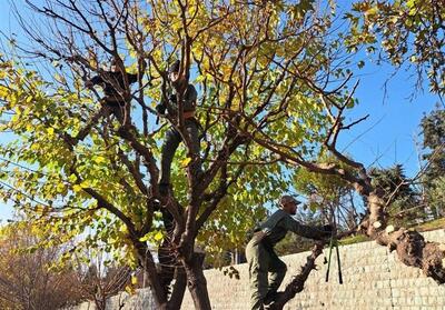 1000 اصله درخت در مشهد غرس می‌شود - تسنیم
