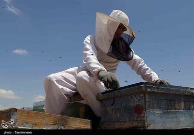 تولید سالانه 2400 تن عسل در استان چهارمحال و بختیاری - تسنیم