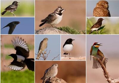 تعداد پرندگان خراسان جنوبی به 238 گونه افزایش یافت - تسنیم