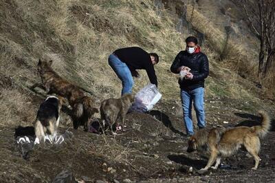 یک استاد دانشگاه : غذارسانی به  سگ‌ های ولگرد  جفا در حق حیات وحش است