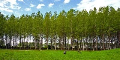 ۳۵۰ هزار اصله نهال برای زراعت چوب در اختیار مردم گلستان قرار گرفته است