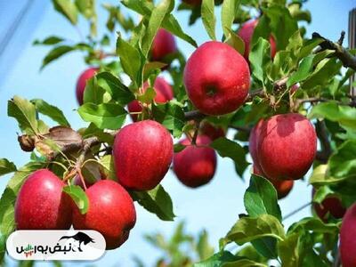 تعرفه صادرات میوه شب عید افزایش یافت