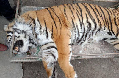 عکس ببر باغ وحش مشهد بعد از مرگ ؛ غذا در گلویش گیر کرد و جانش را گرفت