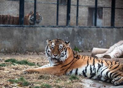 تلف شدن یک قلاده ببر در باغ وحش+ عکس | اقتصاد24