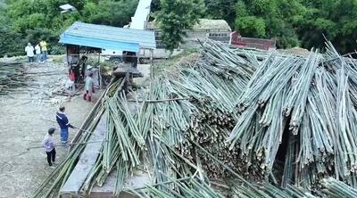 (ویدئو) فرآیند شگفت انگیز تولید کاغذ بامبو در کارخانه