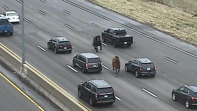 (ویدئو) ترافیک در بزرگراه اوهایو؛ اسب‌های فراری پلیس خلاف جهت جاده تاختند