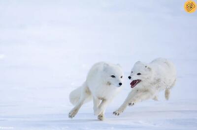 (تصاویر) نجات روباه‌های قطبی از انقراض در دورافتاده‌ترین نقطه جهان