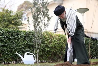 کاشت درخت زیتون توسط رهبر انقلاب برای همبستگی با مردم فلسطین