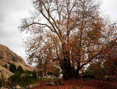 جشن تولد ۶۰۲ سالگی درخت رحمت کرمانشاه برگزار می‌شود