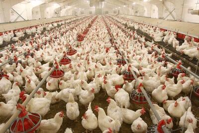میزان جوجه‌ریزی در مرغداری‌های استان بوشهر ۱۵ درصد افزایش یافت