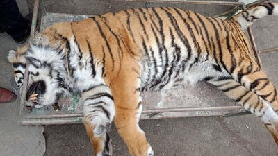 عکس ببر باغ وحش مشهد بعد از مرگ / غذا در گلویش گیر کرد و جانش را گرفت