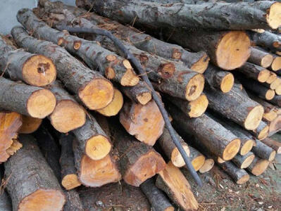 قاچاق سازماندهی‌شده چوب در جنگل‌های لرستان