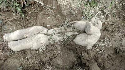 (تصاویر) رفتار باورنکردنی فیل‌ها در «تدفین» بچه‌فیل‌های مرده