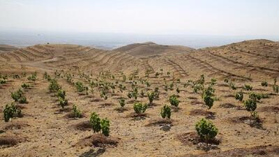 بحران خشکسالی و ضرورت کاشت درختان کم آب طلب