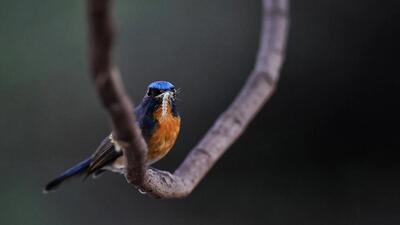 یک مطالعه: پرندگان، سوسک‌ها و حشرات می‌توانند به جایگزینی آفت‌کش‌ها کمک کنند | خبرگزاری بین المللی شفقنا