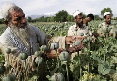اظهارات مقامات افغانستانی صحت ندارد؛ کشت مواد مخدر در این کشور افزایش یافت - تسنیم