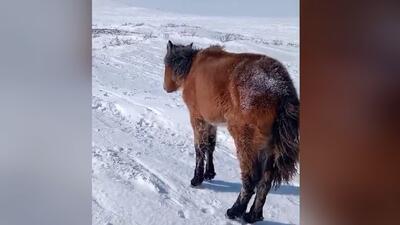 تلف شدن صد‌ها اسب در قزاقستان؛ از گرسنگی یا سرما؟ (فیلم)