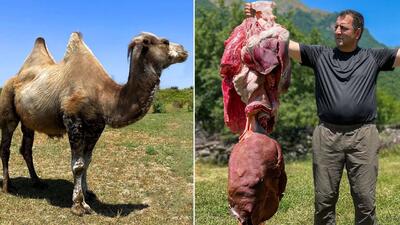 (ویدئو) فرآیند پخت یک غذای محلی با دل، جگر و قلوه شتر در یک روستای بهشتی