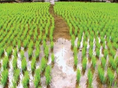 رونمایی از ۴ رقم جدید برنج برای سال زراعی آتی