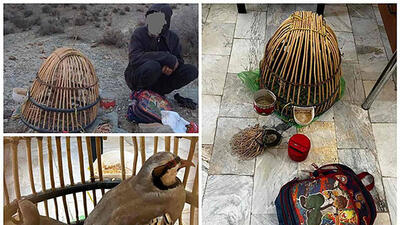 بازداشت شکارچی زنده گیر کبک وحشتی در دماوند + عکس
