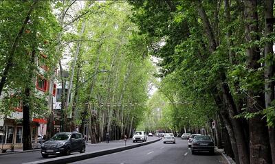 تهران ۲۵۰۰ هزار درخت میراثی دارد | قطر تنه درختان ارزشمند چقدر است؟