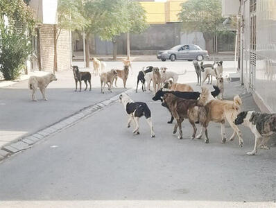 اجرای طرح زنده‌گیری و کنترل جمعیت سگ‌های بلاصاحب در جیرفت