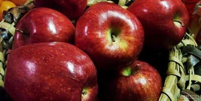 ۴۰ درصد از سیب تولیدی در سردخانه مانده است