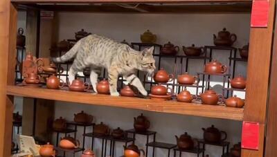 پیاده روی و مهارت خاص این گربه در میان ظروف شکستنی (فیلم)
