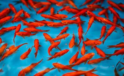 تکثیر و پرورش بیش از ۲۰۰ نژاد ماهی قرمز در کشور