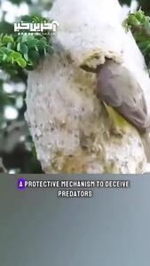 (ویدئو) حربه عجیب یک پرنده در لانه‌سازی