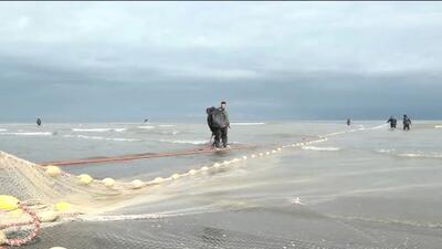 صید انواع ماهیان استخوانی از دریای خزر از مرز ۲ هزار تن گذشت