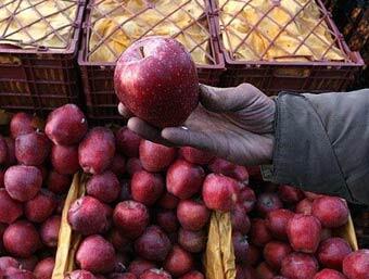 میوه عید با قیمت تنظیم بازار از ۲۷ اسفند عرضه می‌شود