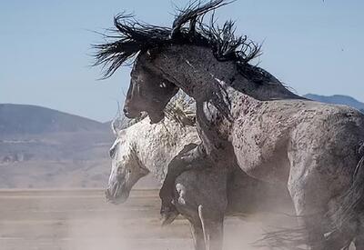 تصاویر فاجعه تلف شدن صدها اسب در قزاقستان | رویداد24