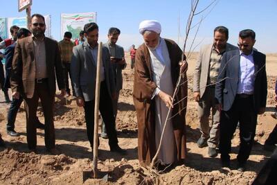 کاشت ۳۵هزار نهال درخت در کرمان